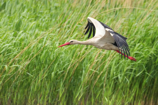 Storch fliegt über die Wasseroberfläche