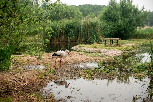 Storch geht durch den Sumpf auf der Suche nach Nahrung