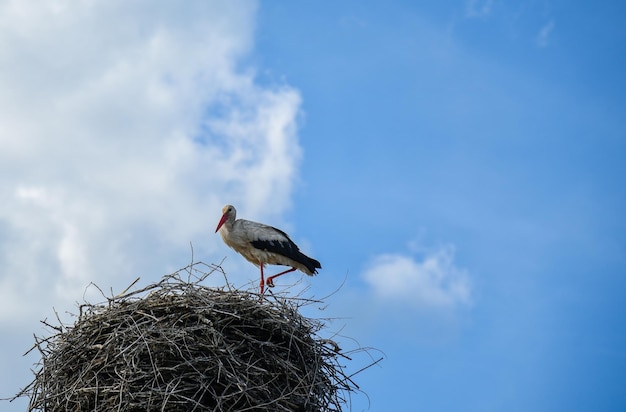 Storch im Nest gegen den blauen Himmel