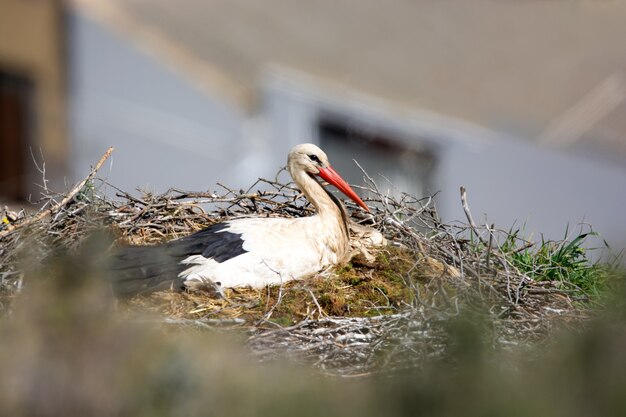 Storch in seinem Nest