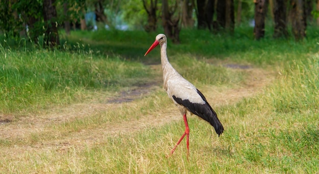 Storch Natur Schönwetter Frühling