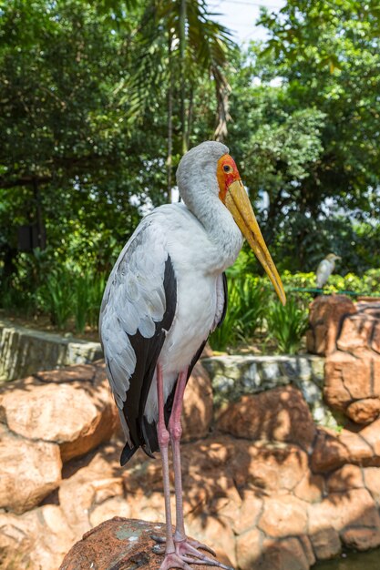 Storch steht auf einem Stein.