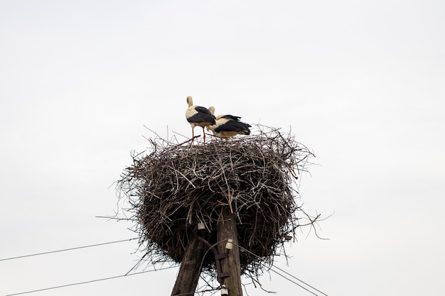 Storch steht bei warmem Wetter in seinem Nest.