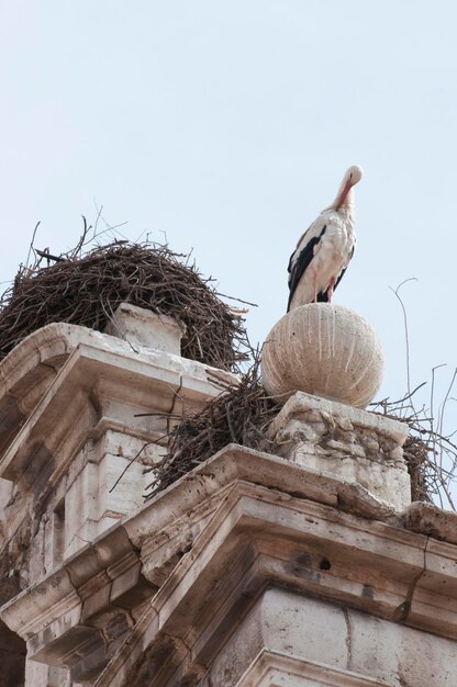 Storch