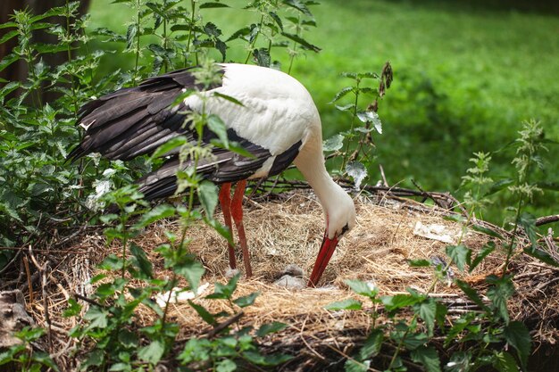 Storchenfamilie im Nest mit einem kleinen Küken. c