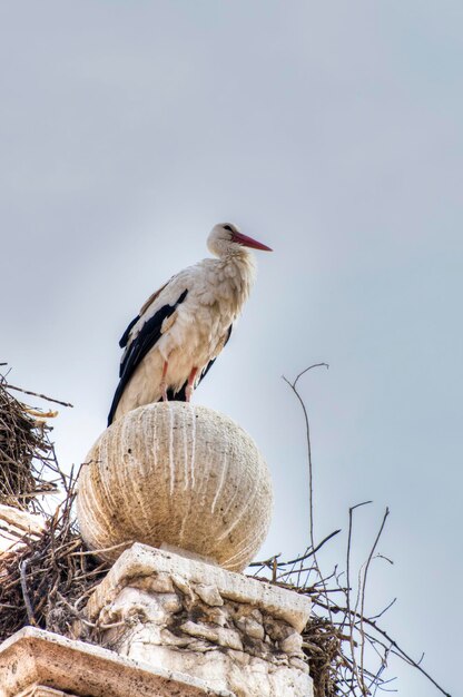 Storchennest