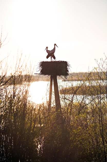 Storchenpaar in ihrem Nest