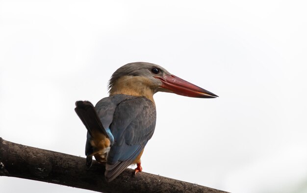 Storchschnabel-Eisvogel auf dem Ast