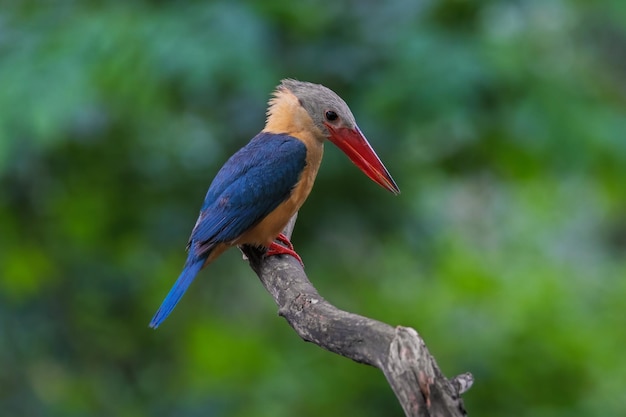 Foto storchschnabel-eisvogel auf dem baum im naturwald