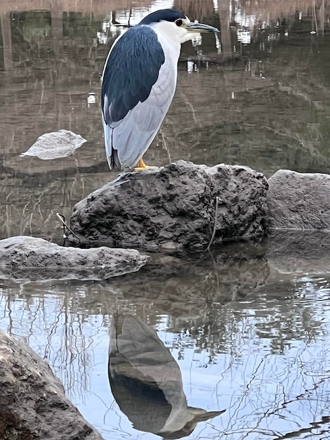 Storchvogel auf dem Felsen im Büffelpark Houston Texas Vereinigte Staaten