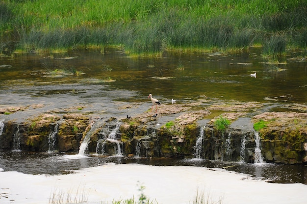 Stork y venta cascada, río Kuldiga, Letonia.