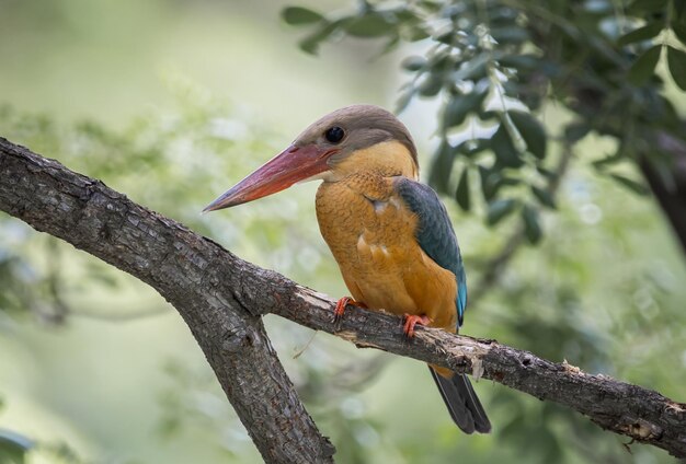 Foto storkbilled kingfisher kindheit auf dem zweig eines baumes