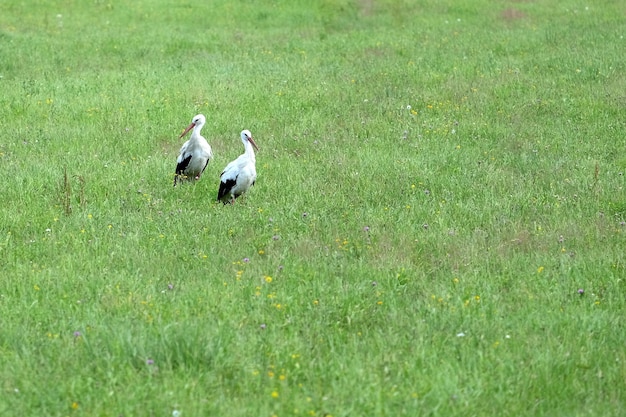 Storkenfamilie in ihrer natürlichen Umgebung Storkenpaar auf der grünen Wiese auf der Suche nach Nahrung