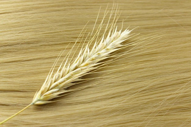 Strähne von blondem Haar mit Zweigen von reifen Weizen auf weiß Locken des Haares Blondes gewelltes Haar auf weißem Hintergrund Friseur-Service Haarstärke Haarschnitt Frisur Haarverlängerungen