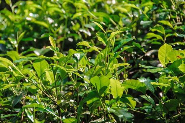 Sträucher auf Teeplantagen von Sri Lanka, Nahaufnahme. Wachsender Tee.