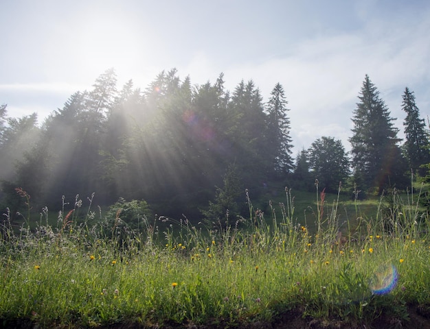 Strahlen der Morgensonne brechen durch die Wolken und den Nebel auf die Wiese der Nadelwälder in den Bergen