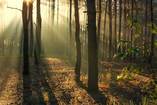 Strahlen der Morgensonne erwecken die Natur