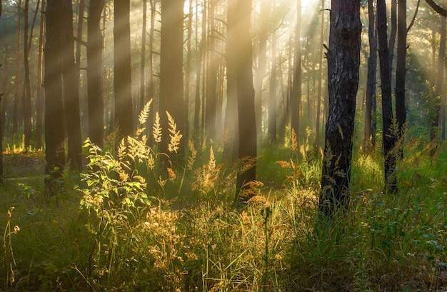 Strahlen der Morgensonne erwecken die Natur