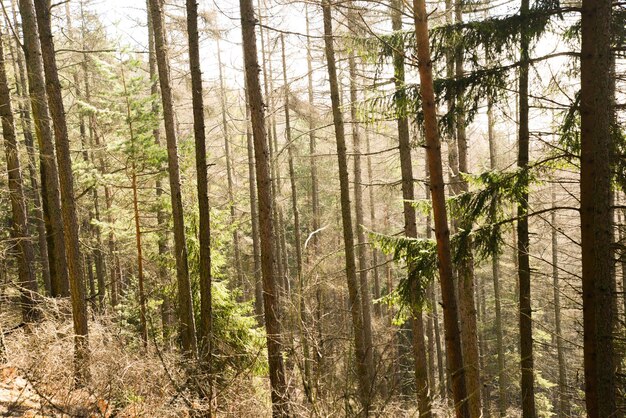 Strahlen wunderschönen Sonnenlichts in einem nebligen, nebligen Wald mit warmen, lebendigen Farben im Frühling in der Westtatra