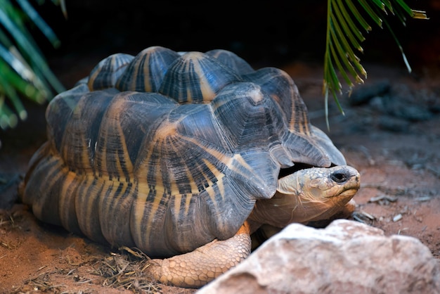 Strahlenschildkröte (Astrochelys radiata)