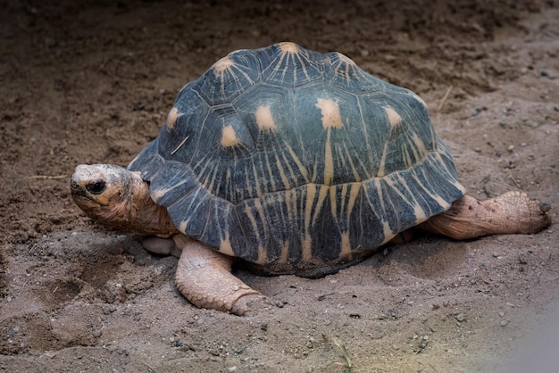 Strahlenschildkröte zu Fuß auf dem Boden Astrochelys radiata