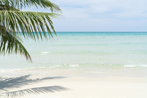 Strand für Hintergrund mit kristallklarem Meer und Palme im Vordergrund