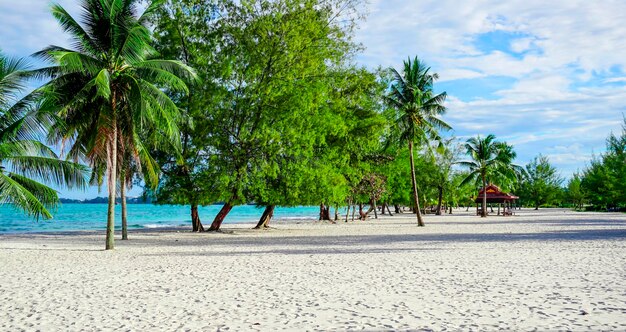 Strand in Sihanoukville Palmen und blaues Meer