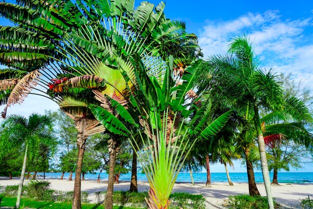 Strand in Sihanoukville Palmen und blaues Meer