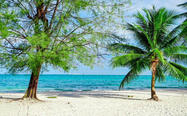 Strand in Sihanoukville Palmen und blaues Meer