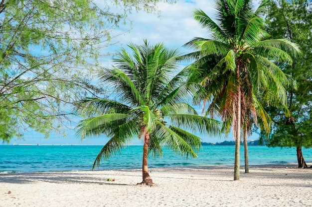 Strand in Sihanoukville Palmen und blaues Meer