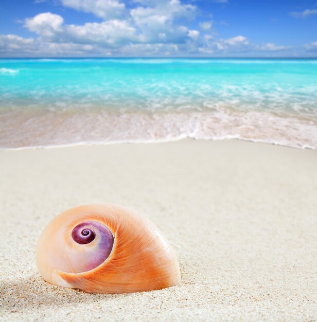 Strand Meer Schnecke tropischen weißen Sand Nahaufnahmemakro