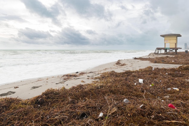 Strand mit Müll und Algen Plastikmüll, der am Ufer des Ozeans oder des Meeres angespült wird