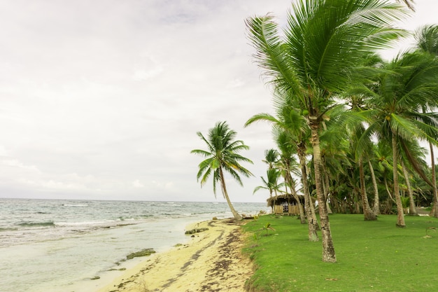 Strand mit Palmen