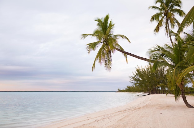 strand, natur, meer, sommer und freizeitkonzept - tropischer strand mit palmen