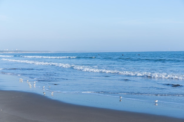 Strand und Möwe