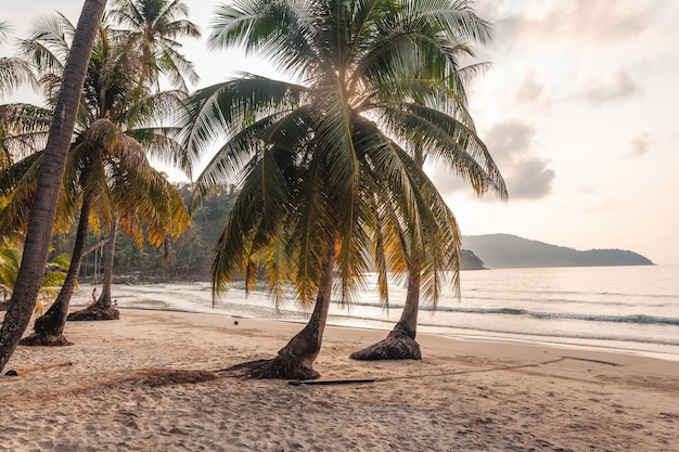 Strand und Palmen am Morgen auf der Insel