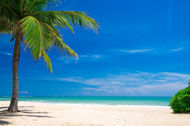 Strand und tropisches Meer