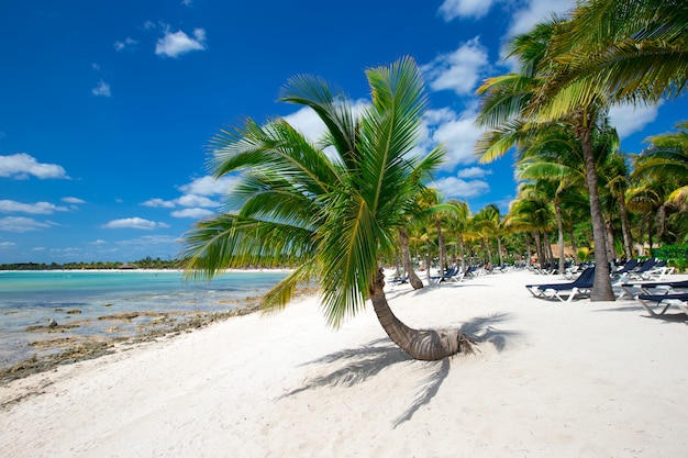 Strand und tropisches Meer