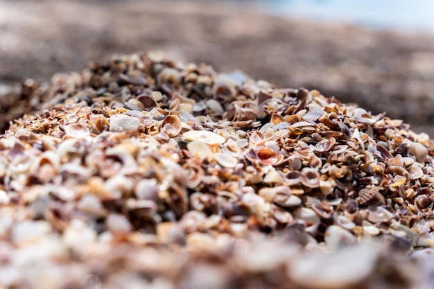 Strand voller Muscheln auf der Meerseite