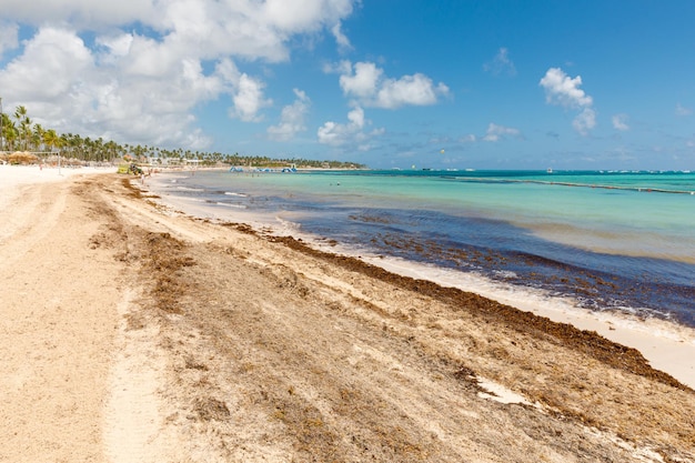 Strand voller sargassum-algen sargassum-algen karibisches ökologisches problem