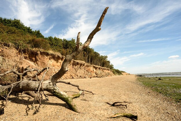 Stranderosion umgefallener Bäume auf der Insel Mersea