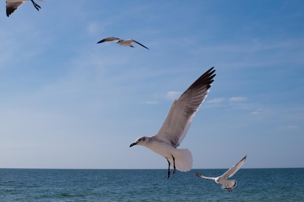 Strandhäuser in Mexico Beach, Florida.