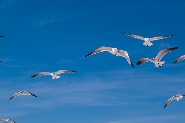 Strandhäuser in Mexico Beach, Florida.