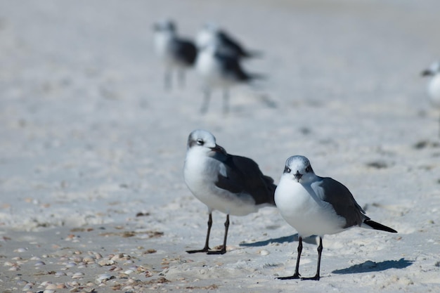 Strandhäuser in Mexico Beach, Florida.