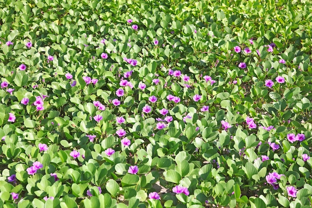 Strandhafer mit seinem Blumenhintergrund