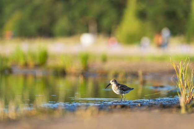 Foto strandläufer ernährt sich an den ufern der ostsee, bevor der herbst in den süden wandert