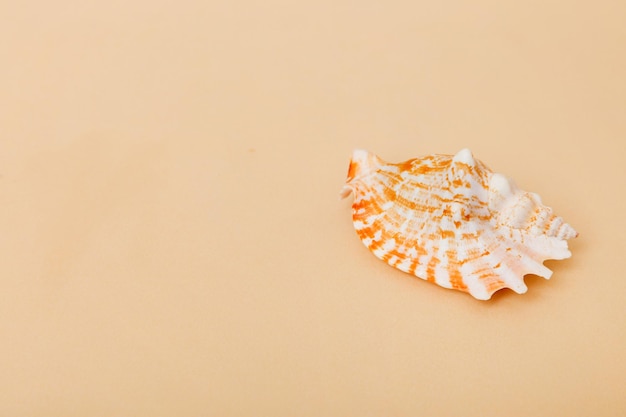 Foto strandmuscheln auf farbigem hintergrund mock-up mit kopierbereich