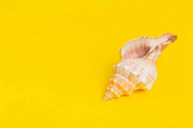 Strandmuscheln auf farbigem Hintergrund Mock-up mit Kopierbereich