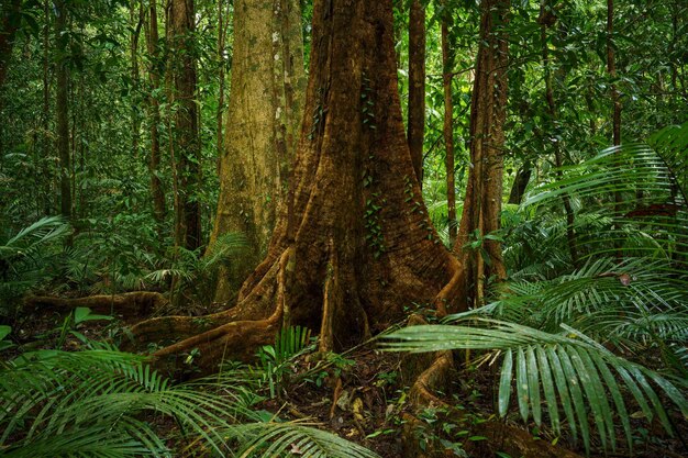 Strangler Fig ein Wirtsbaum im Daintree Regenwald Mossman Gorge Nord-Queensland Australien