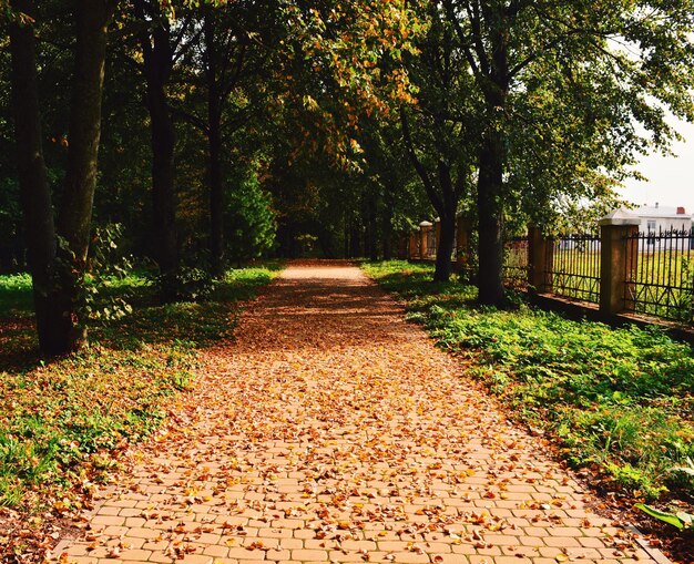Straße an Bäumen im Park
